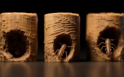 Termites: The Silent Destroyer